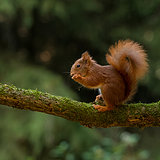 Red squirrels